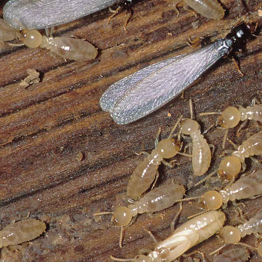 Termite and Pest Control