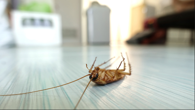 What Are The Proven Ways To Avoid The Risk Of Pests In Summers?
