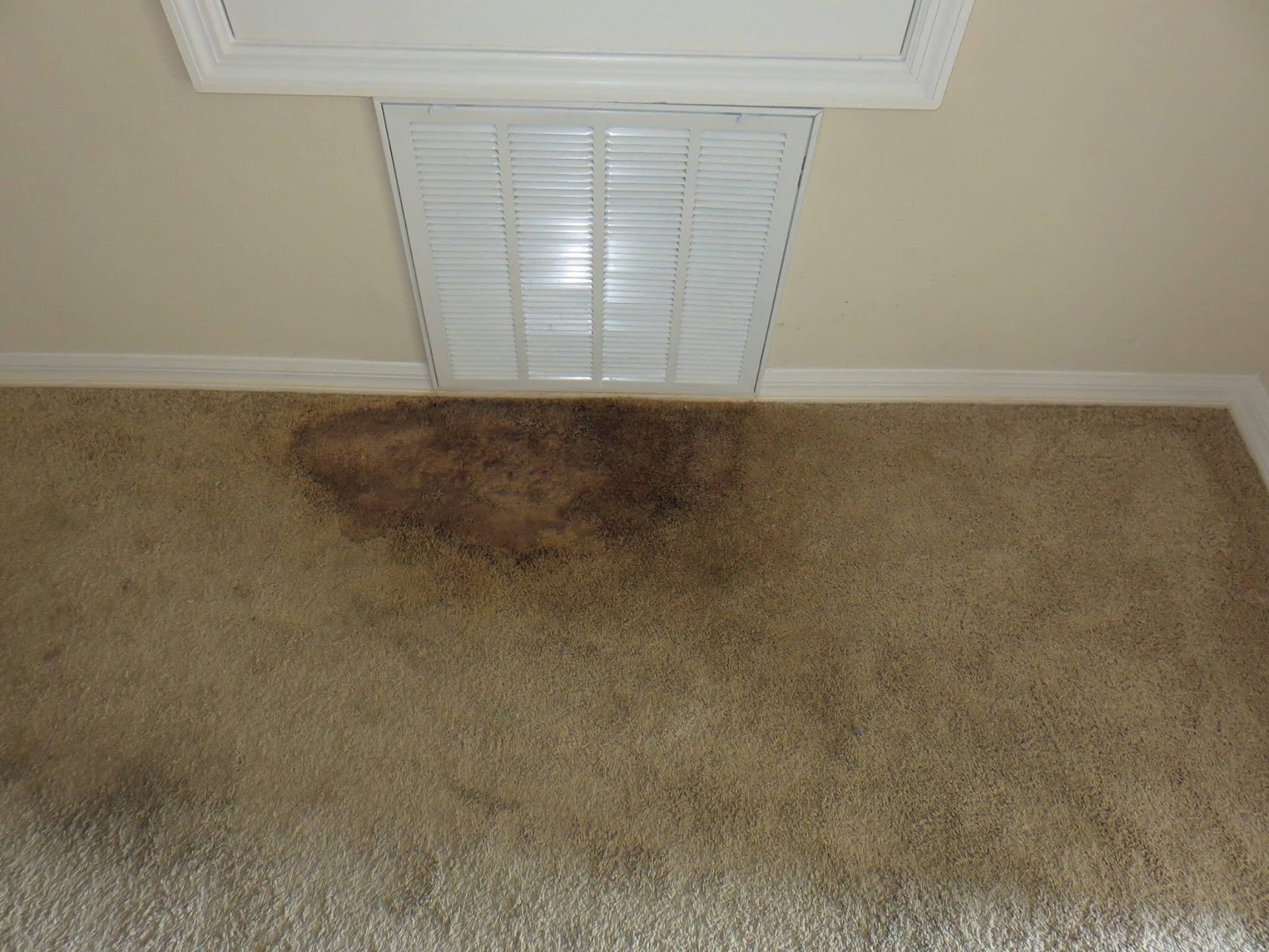 Mould Removal In Ipswich – Proficient Option To Act Quickly Against Mould