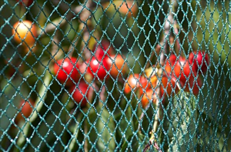 Fruit Fly Nets