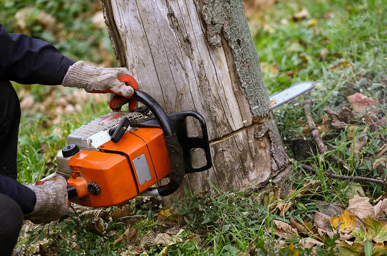 Things to Consider Before Hiring a Tree Service Company for Tree Removal