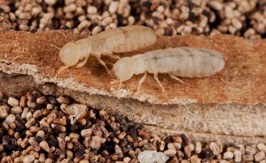 termite pest control Burleigh Heads
