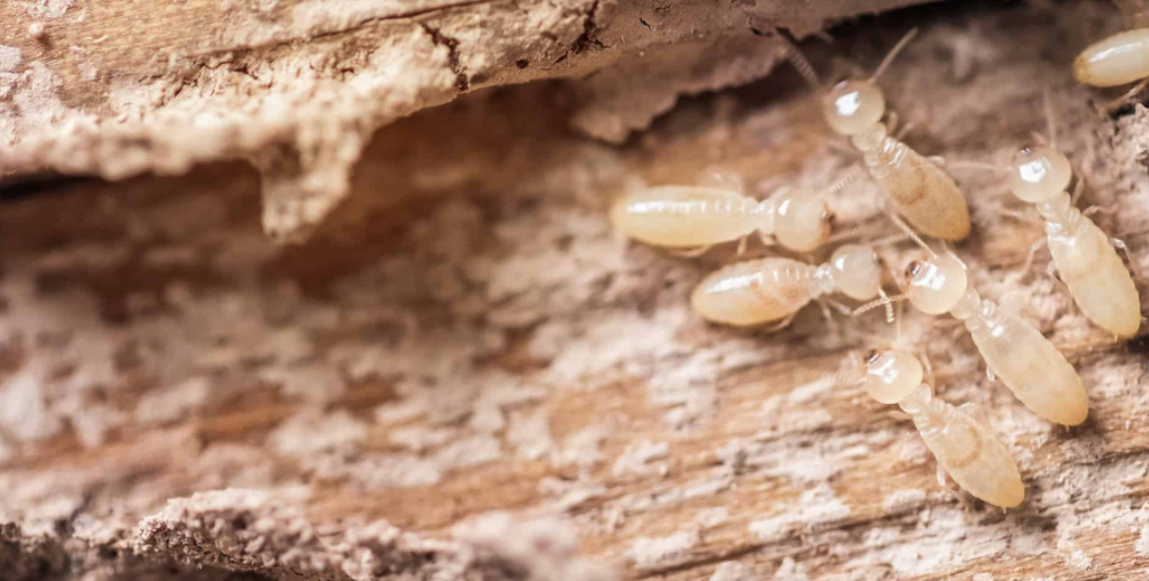 termite pest control Burleigh Heads