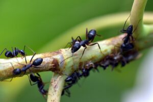 Carpenter Ant Traps