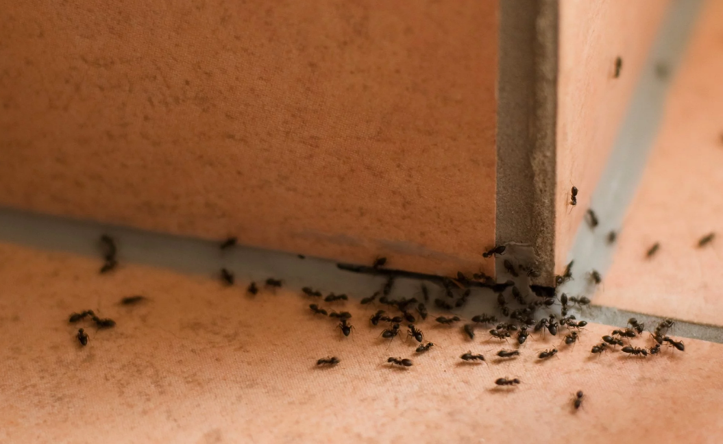 carpenter ant traps