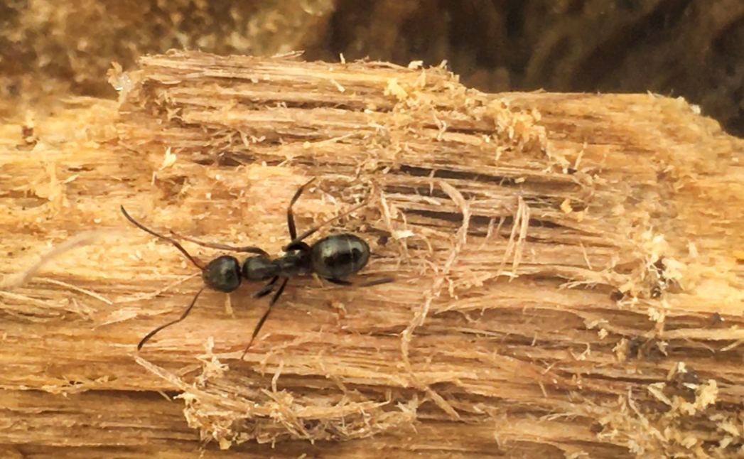 What You Should Know About Carpenter Ants and Carpenter Ant Traps