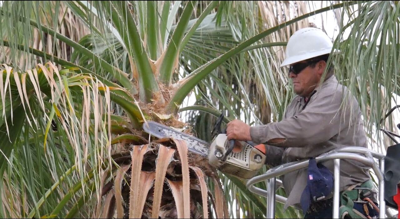 Points To Consider While Hiring Palm Tree Removal Services