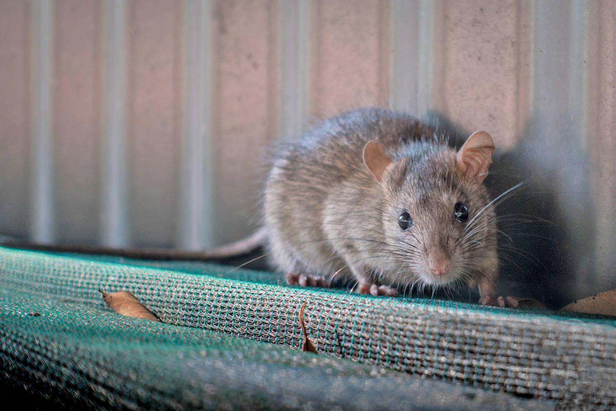 Campbell River pest control