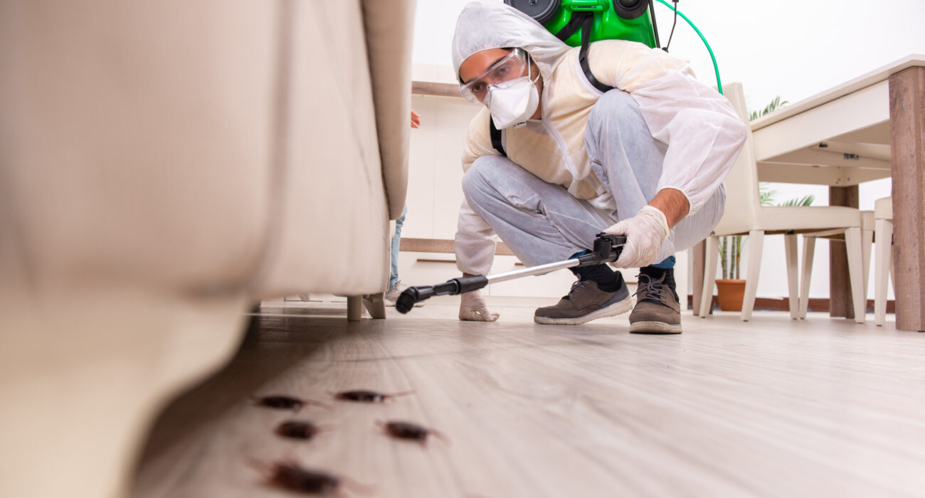 Termite Pest Inspection Kingscliff – Is it Worth the Money to Hire Termite Professionals?