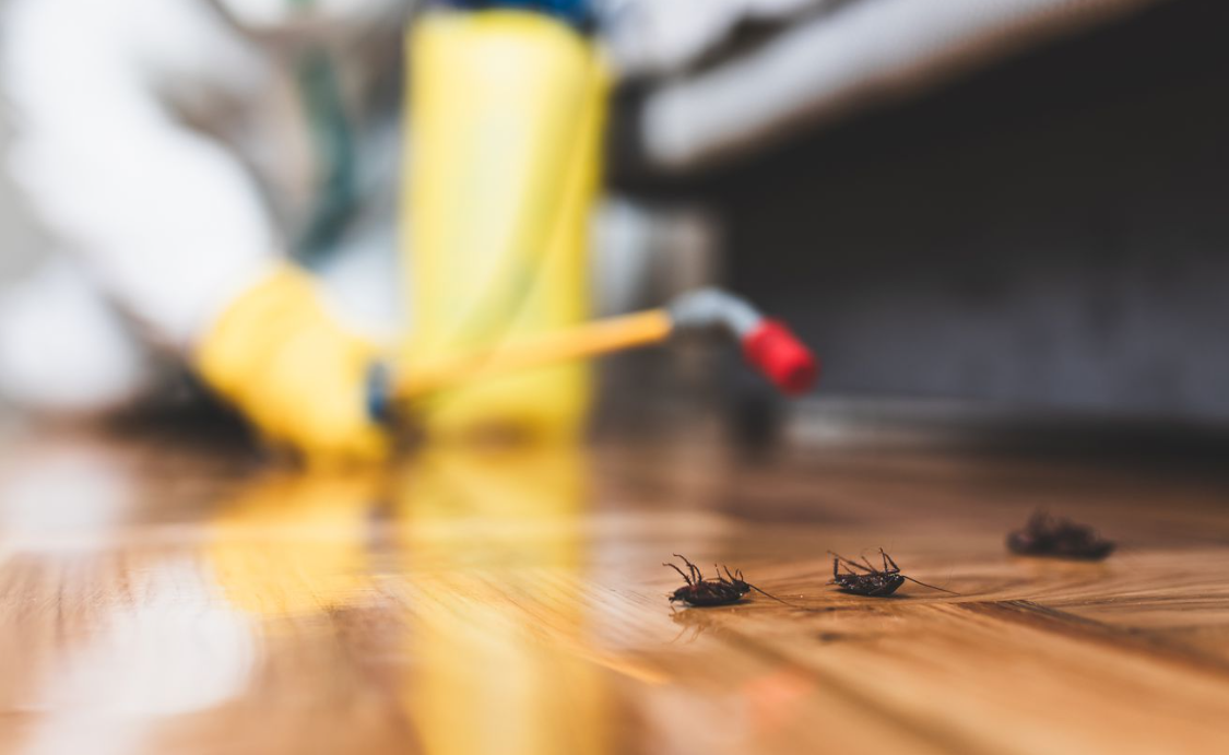 island pest control in Victoria BC