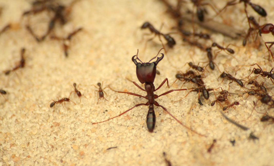 ant control Kapiti