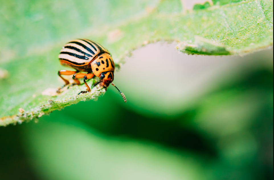 pest management in Manawatu