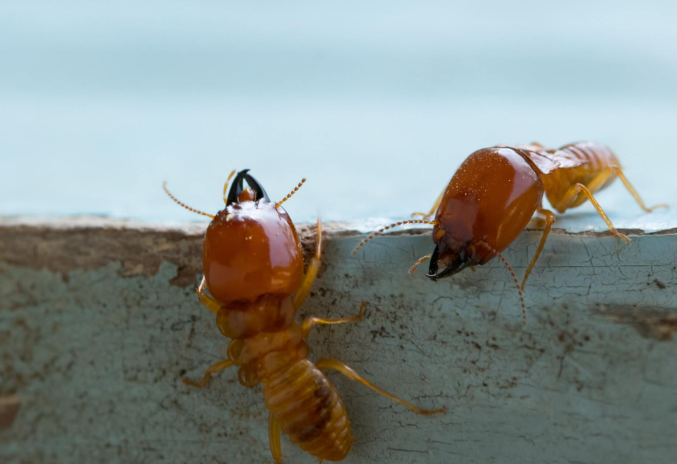 termite treatment Gympie