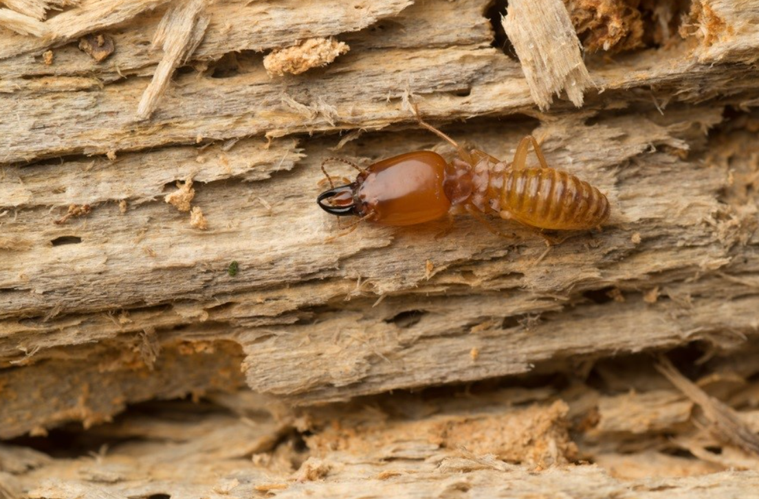 termite treatment Gympie