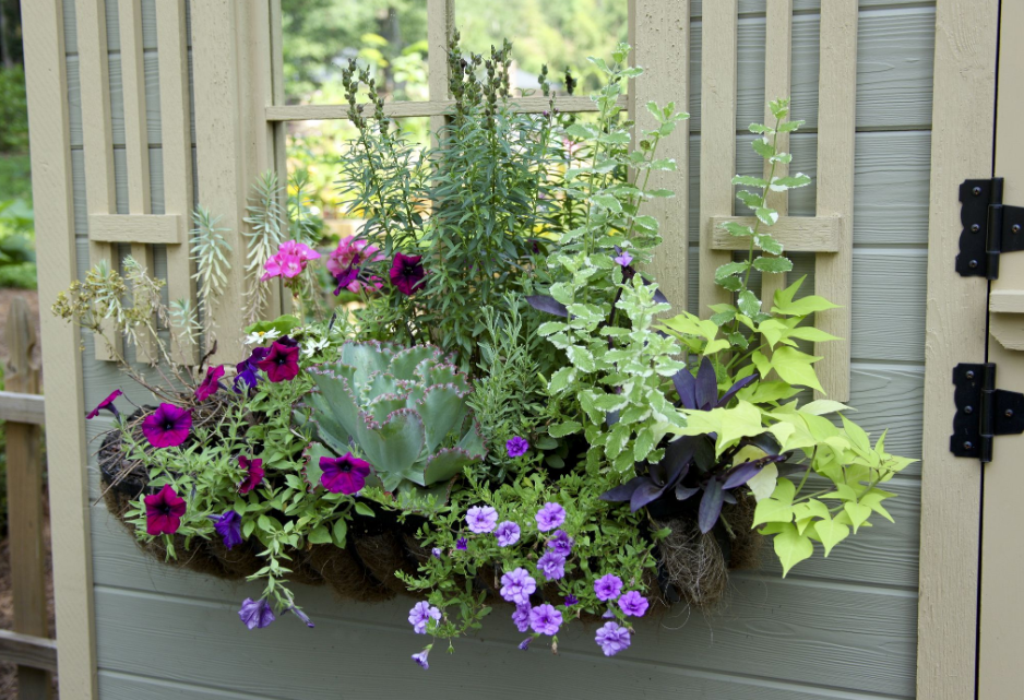 planter box in NZ