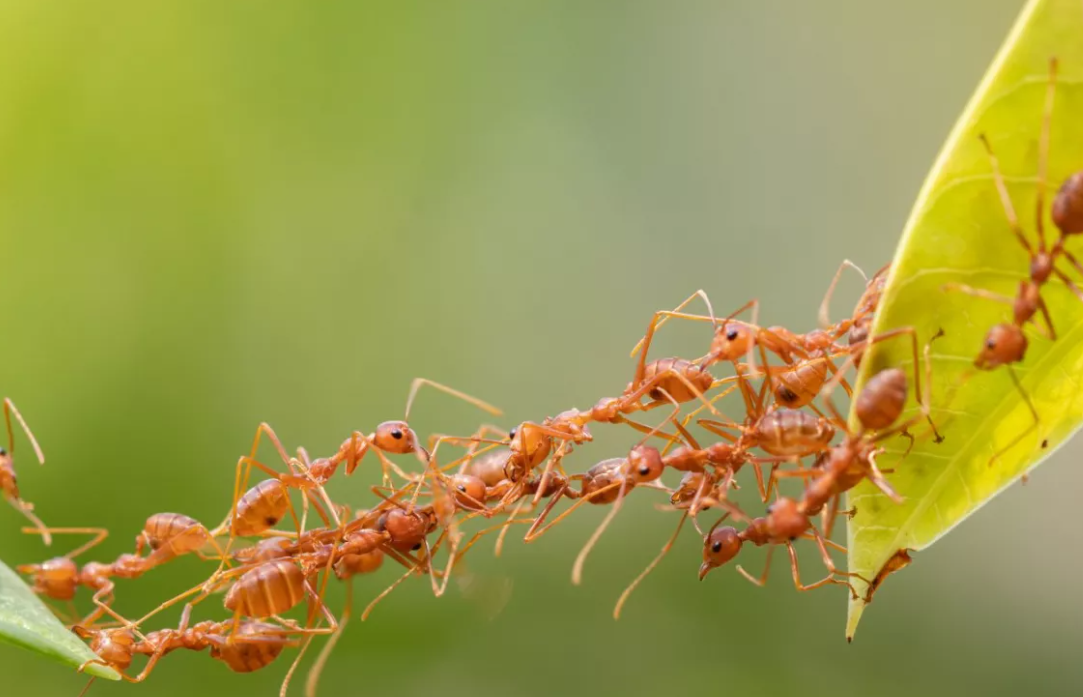 ant exterminator