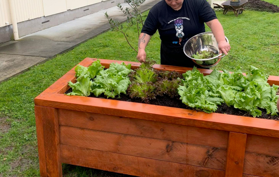 Kitset Planter Boxes in NZ 