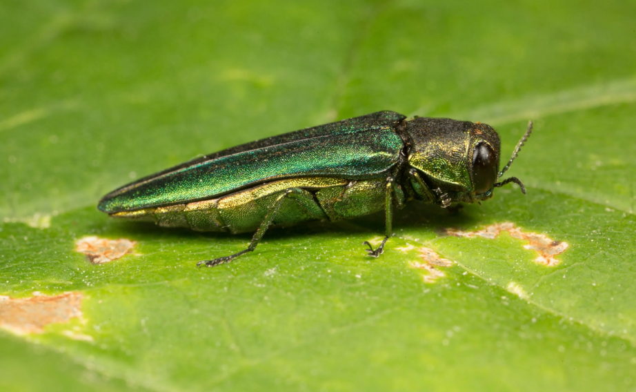  borer treatment in Wellington