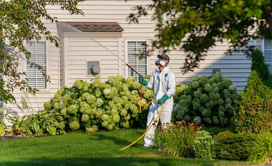 borer treatment in Wellington