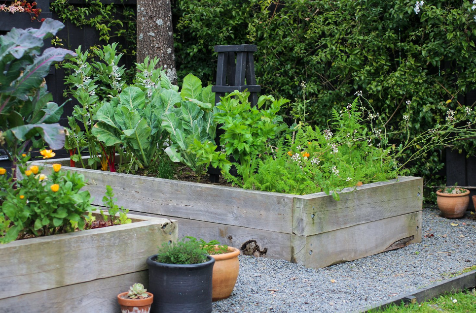 Why More Homeowners Should Build Raised Beds in NZ