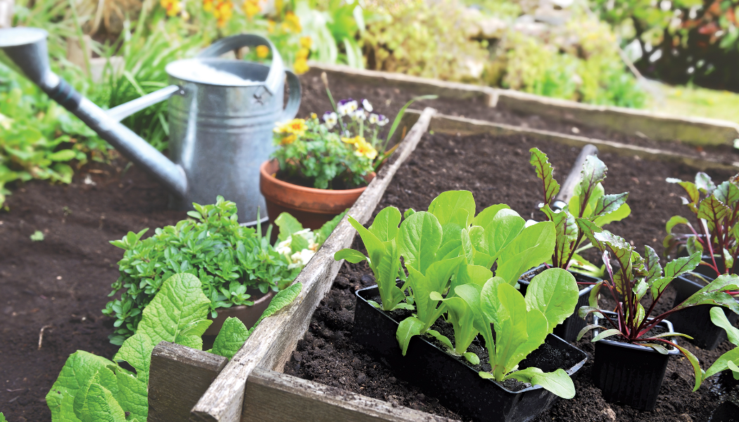 The Benefits of Vegetable Pods in NZ for Home Gardening