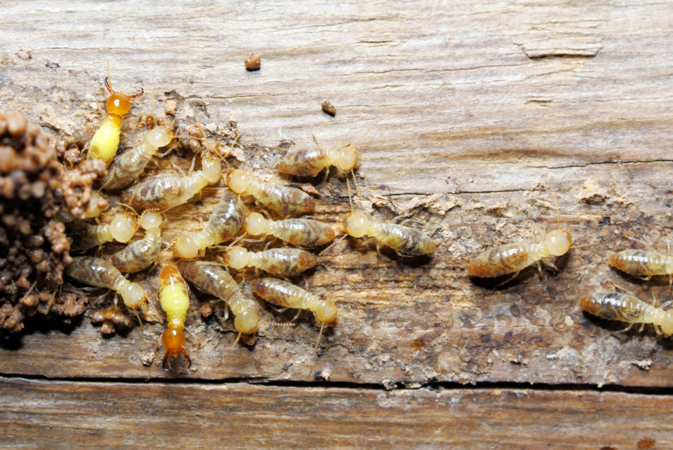 termite inspection Cabarita Beach