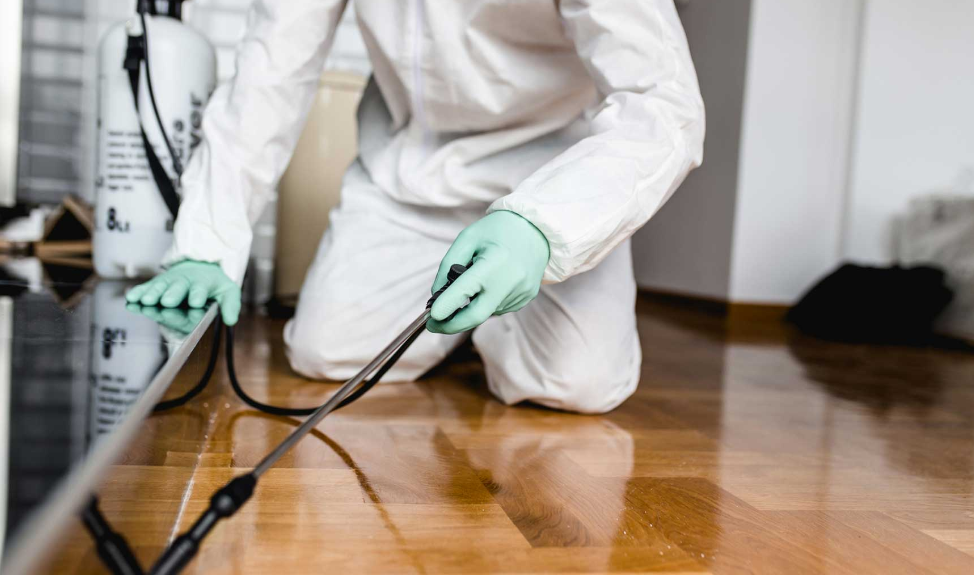 When You Should Hire a Pest Control Service