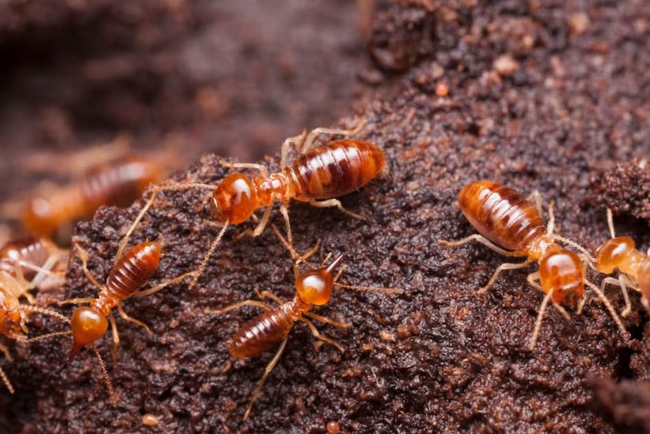 termite treatment gympie