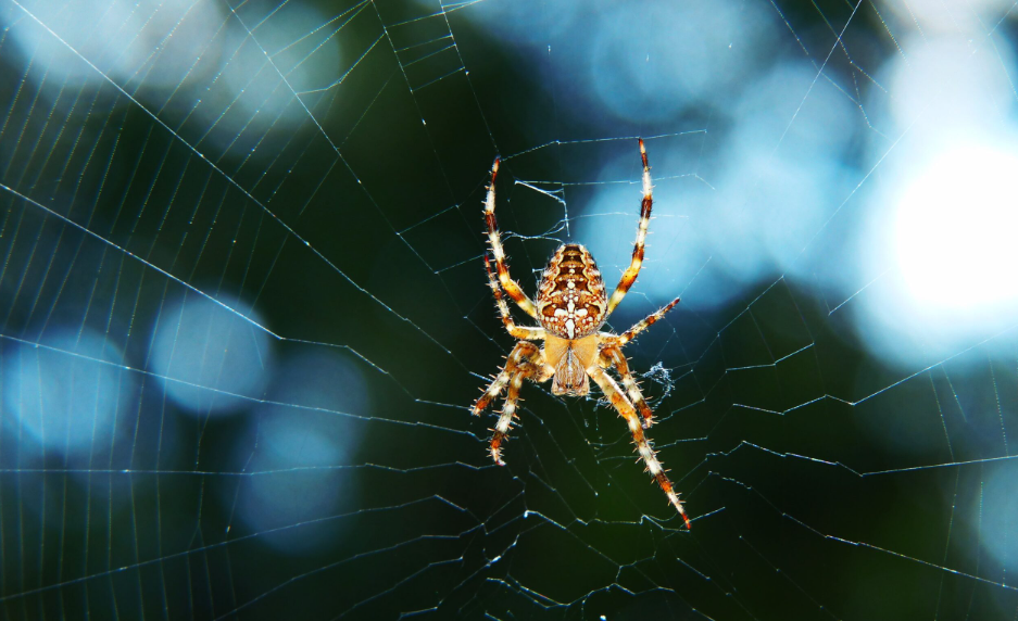 How to Hire Professionals for Spider Control