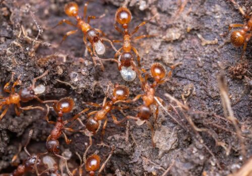 The Significance of Timely Lawn Ant Control