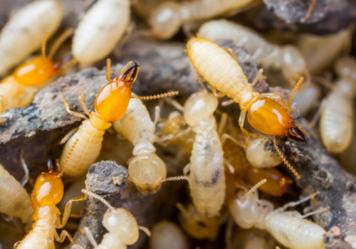 Discover the Ultimate Shield Against Termites: Why Exterra Termite Bait Reigns Supreme