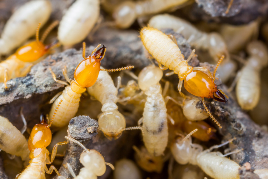 Discover the Ultimate Shield Against Termites: Why Exterra Termite Bait Reigns Supreme