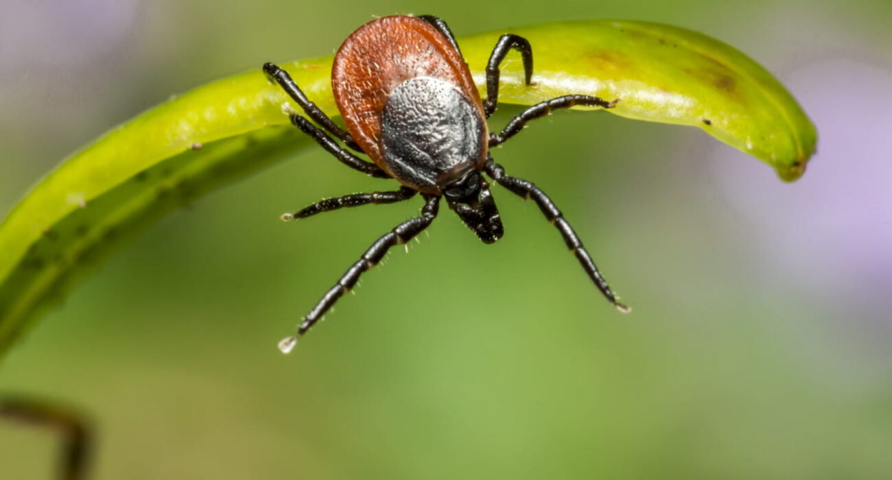 What Are the Benefits of Hiring Professional Flea Treatment